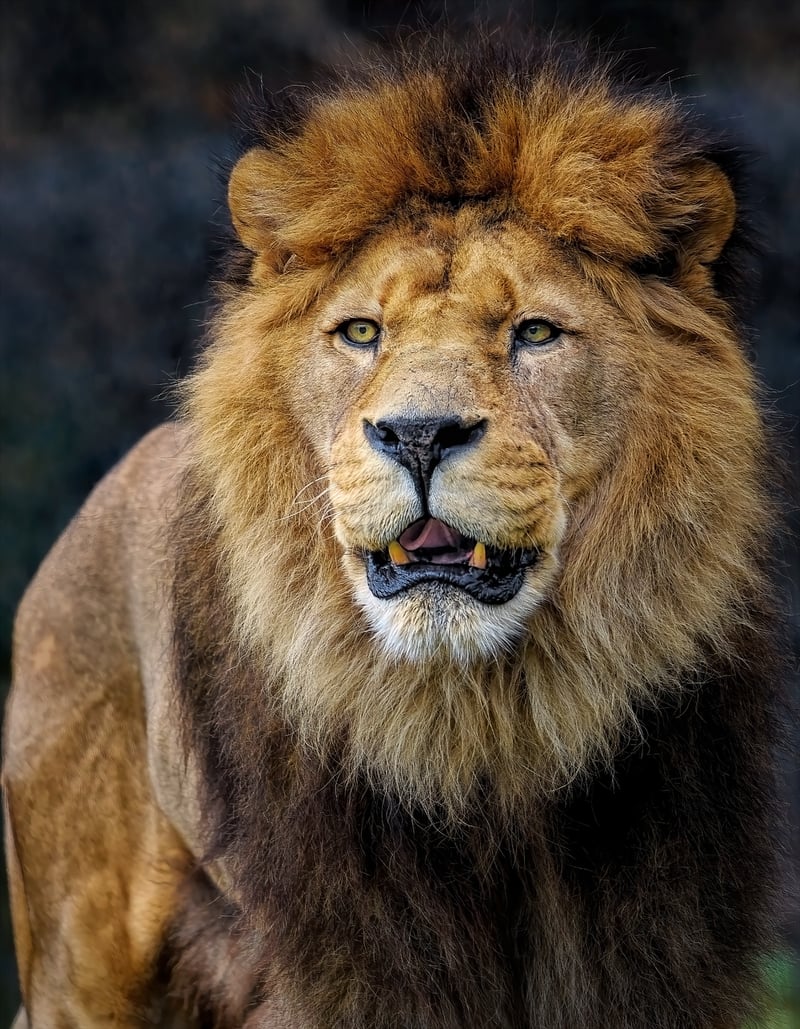 Lion in the jungle